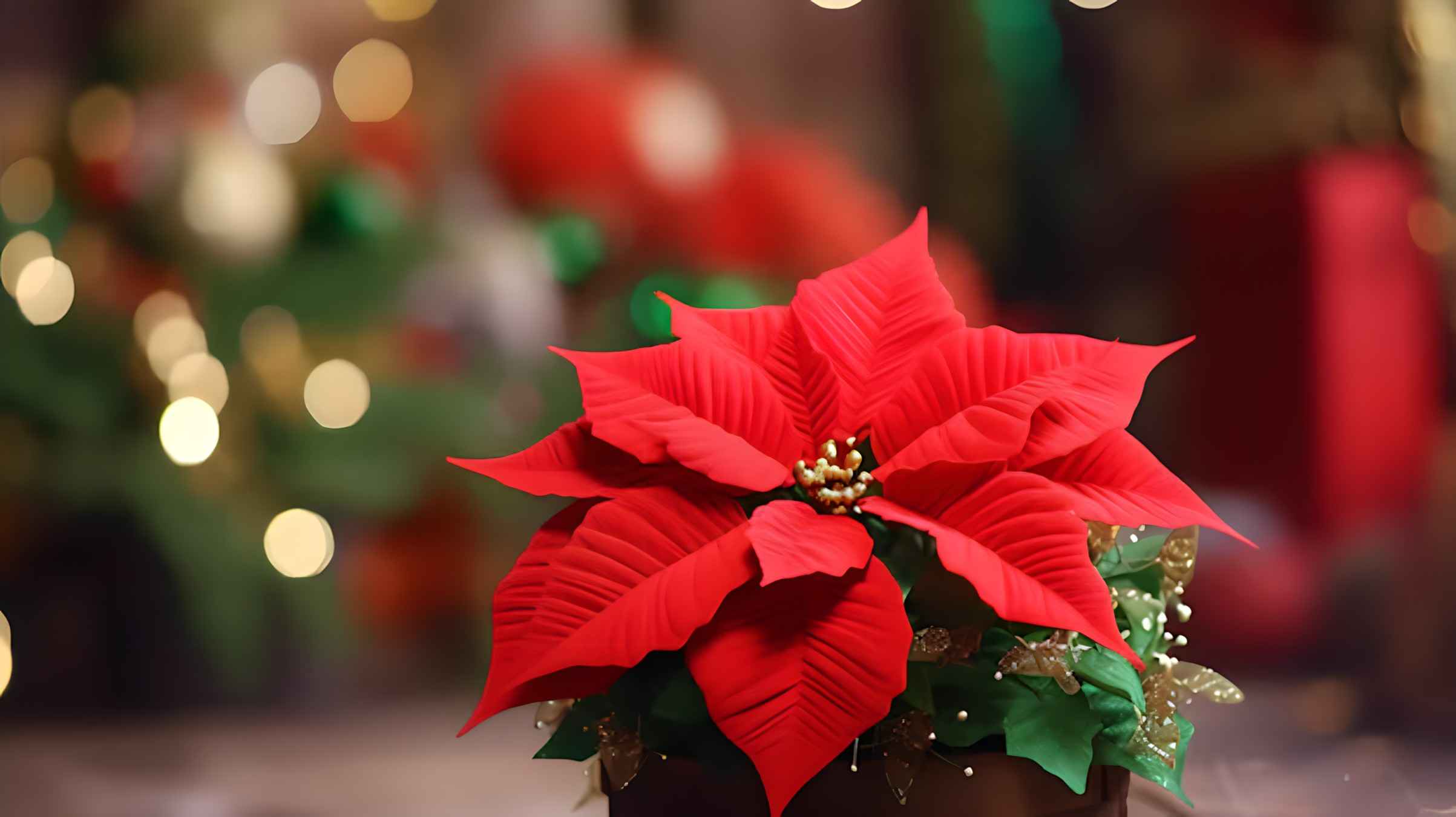 Close-up of a vibrant flower poinsettia